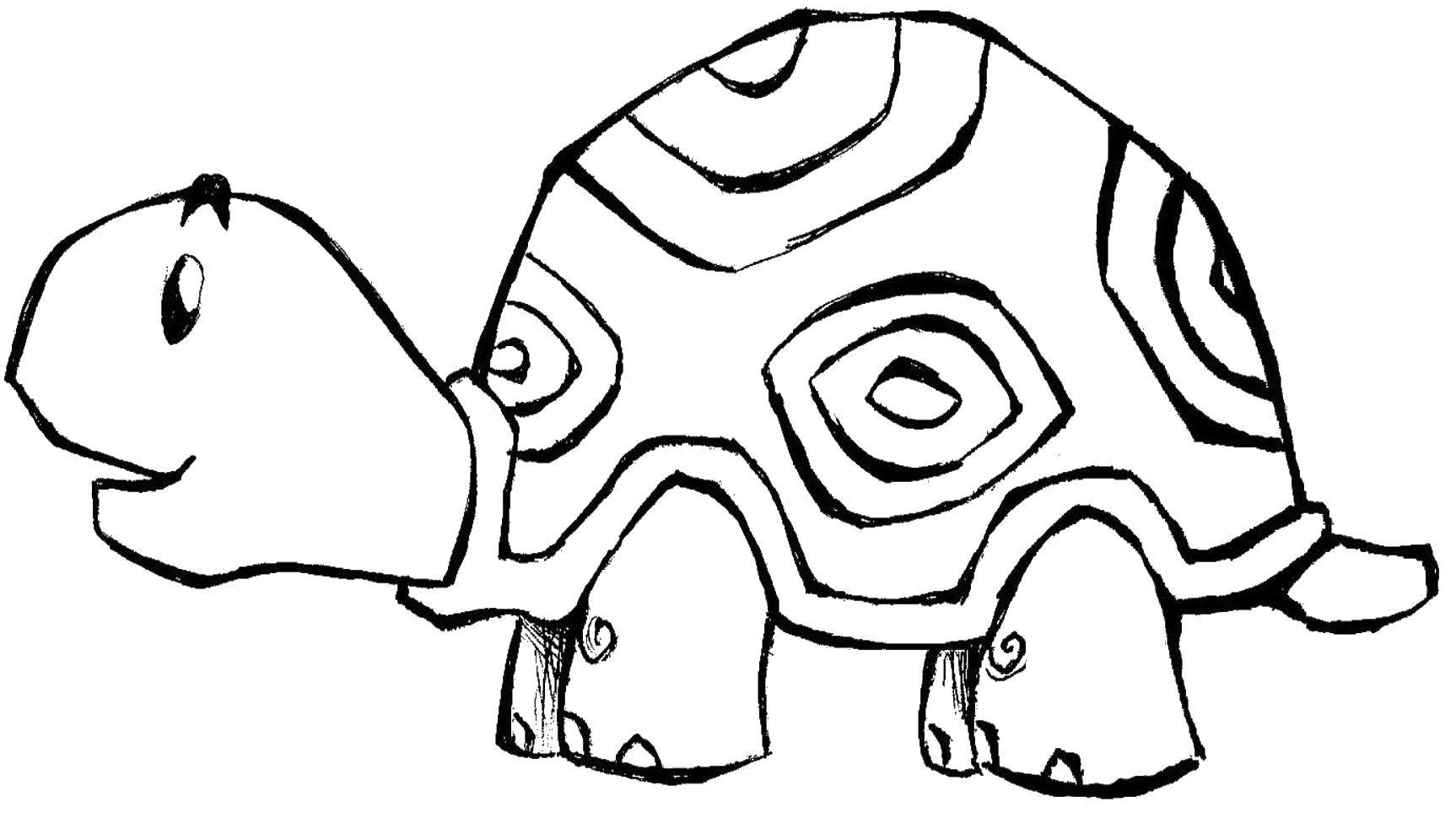 Coloring Turtle with beautiful shell. Category coloring. Tags:  turtle, shell.