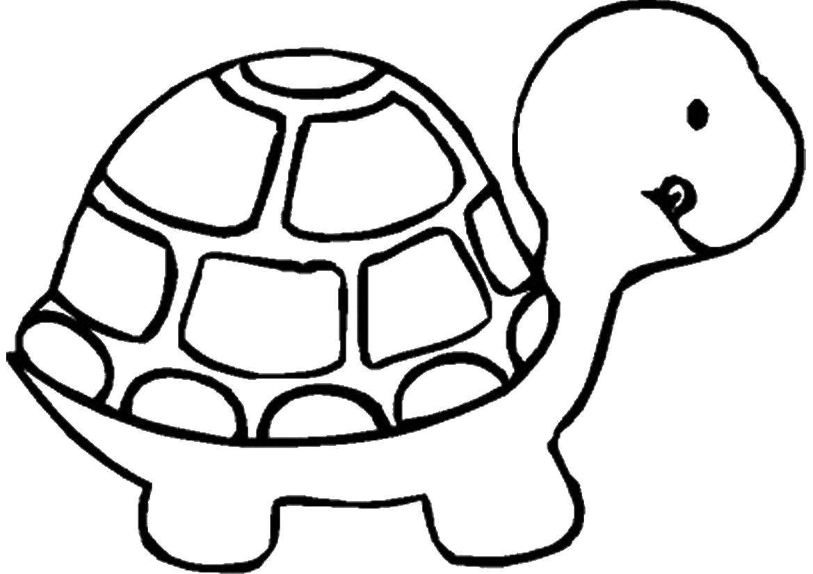 Название: Раскраска Детеныш черепахи. Категория: детеныши животных. Теги: черепаха.