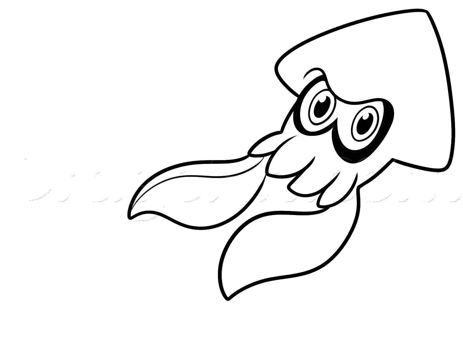 Coloring Sea squid. Category marine. Tags:  Underwater, squid.