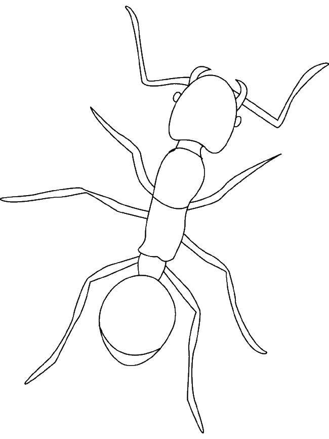 Название: Раскраска Муравьишка ползёт. Категория: Насекомые. Теги: Насекомые, муравей.