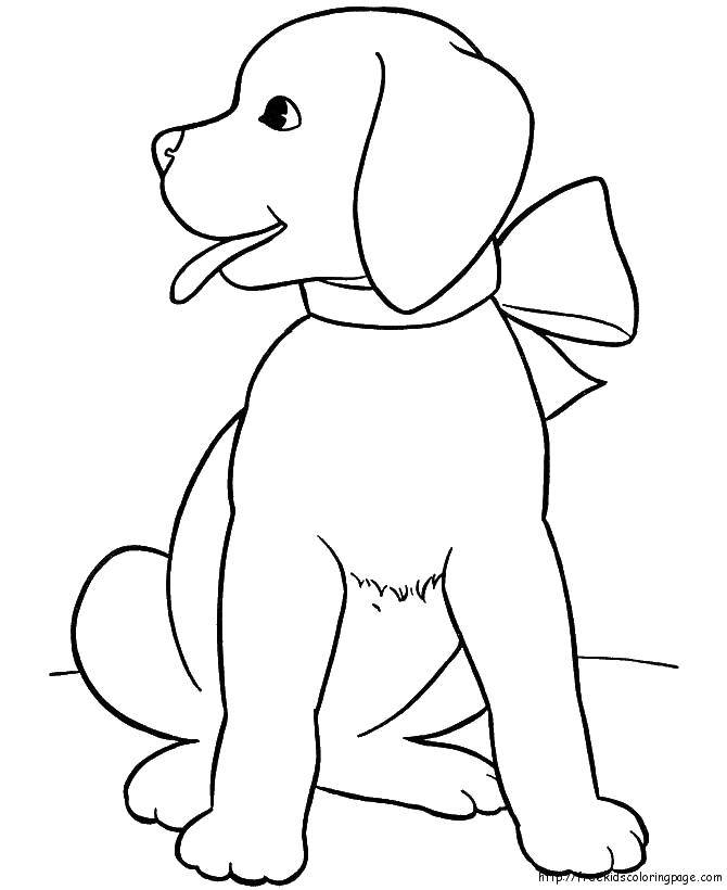 Название: Раскраска Собака с бантикам. Категория: собака. Теги: собака, бантик.