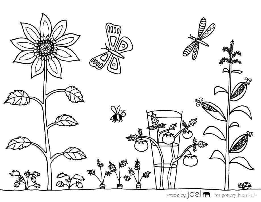 Название: Раскраска Огород и бабочки. Категория: огород. Теги: город, бабочки.