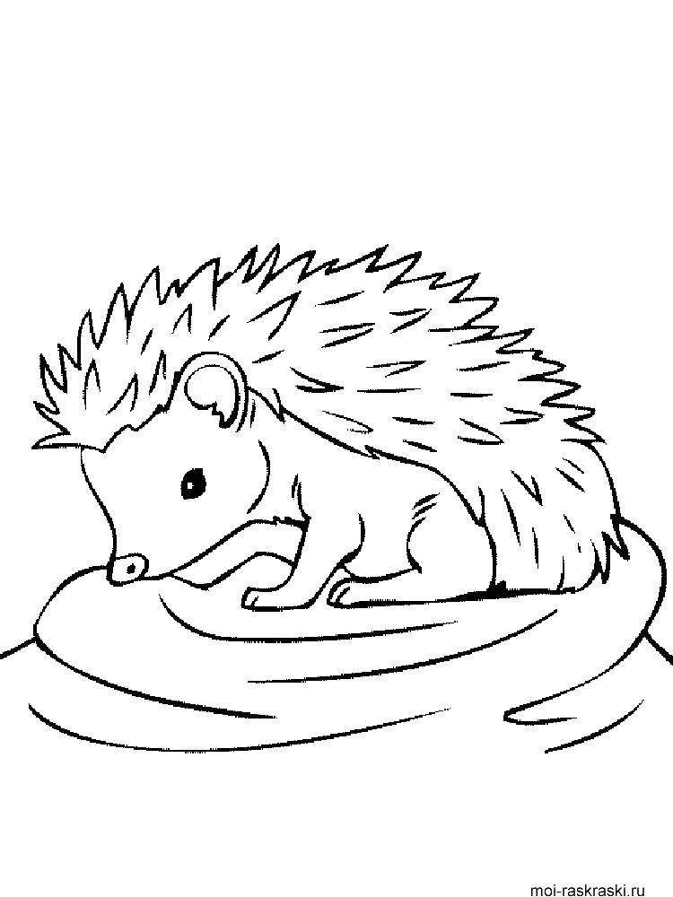 Coloring Cub. Category animals cubs . Tags:  animals, hedgehog.