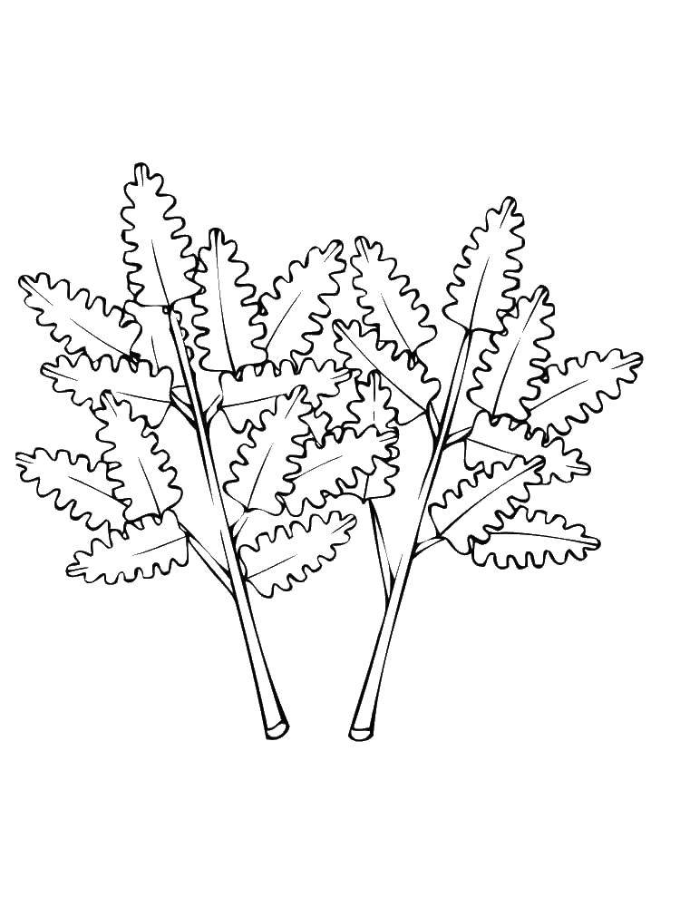 Coloring Two sprigs of. Category leaves. Tags:  leaves, twigs.
