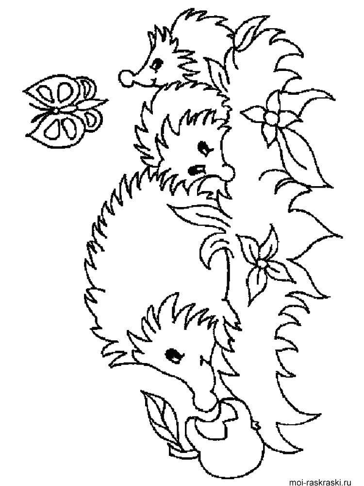 Coloring Hedgehog and hoglets. Category Animals. Tags:  animals, hedgehogs, hedgehog.