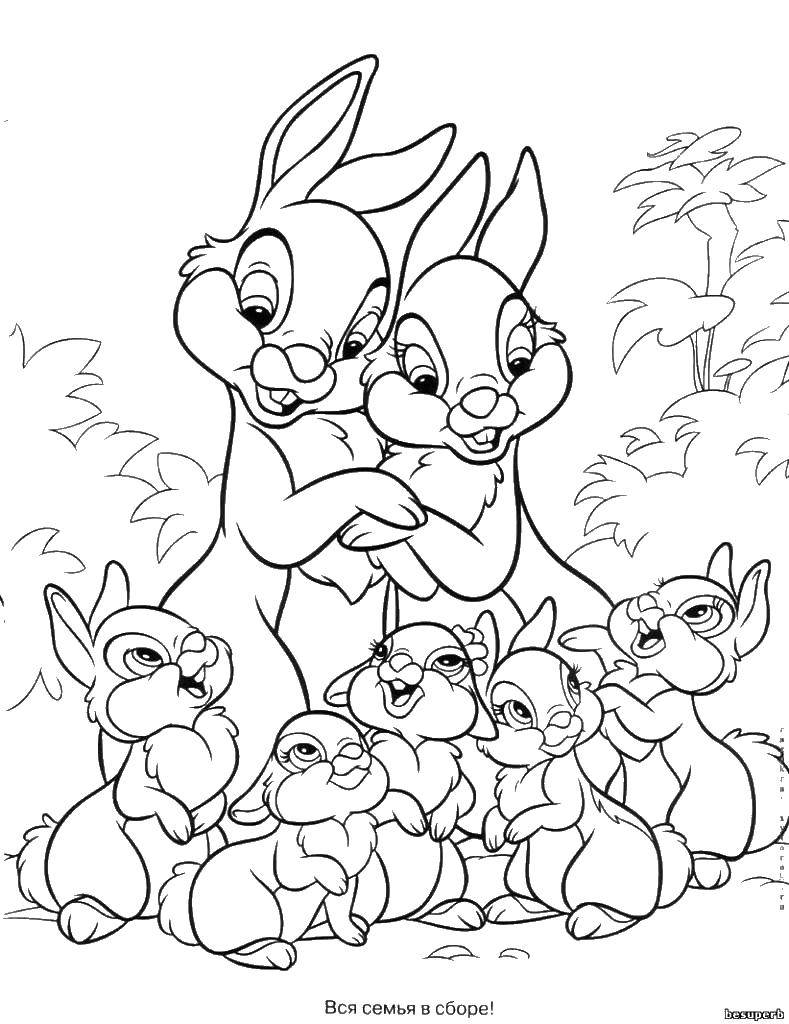 Название: Раскраска Кролики семеиства. Категория: семья животных. Теги: кролики, кролчики.