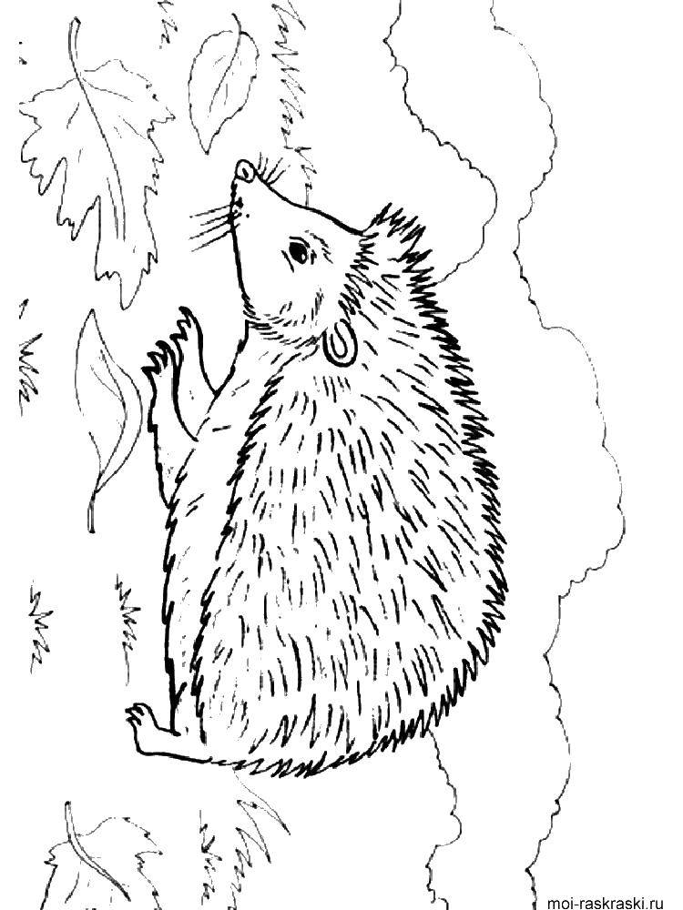 Coloring Baby hedgehog. Category Animals. Tags:  animals, hedgehog.