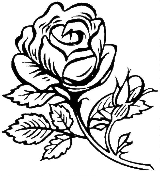Название: Раскраска Роза. Категория: цветы. Теги: роза.