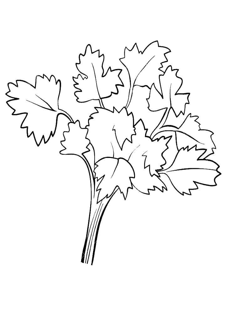 Coloring Twig with leaves. Category leaves. Tags:  tree, leaves.