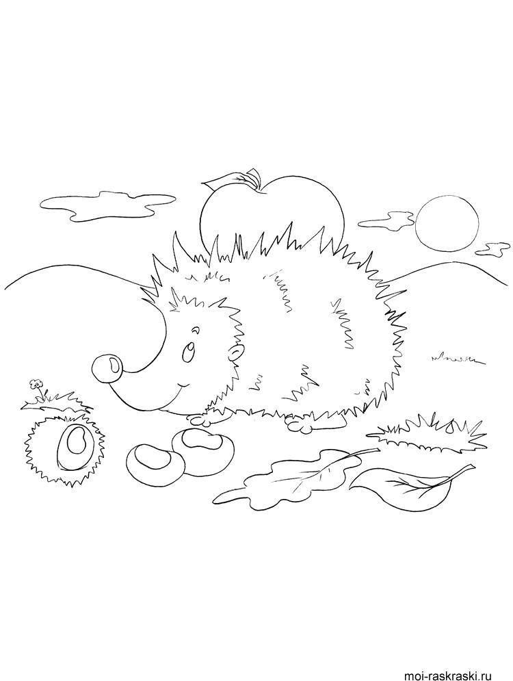 Coloring Hedgehog loves apples. Category Animals. Tags:  animals, hedgehog.