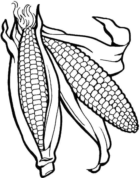 Coloring Two ear of corn. Category Corn. Tags:  corn, cobs, vines, vegetables.