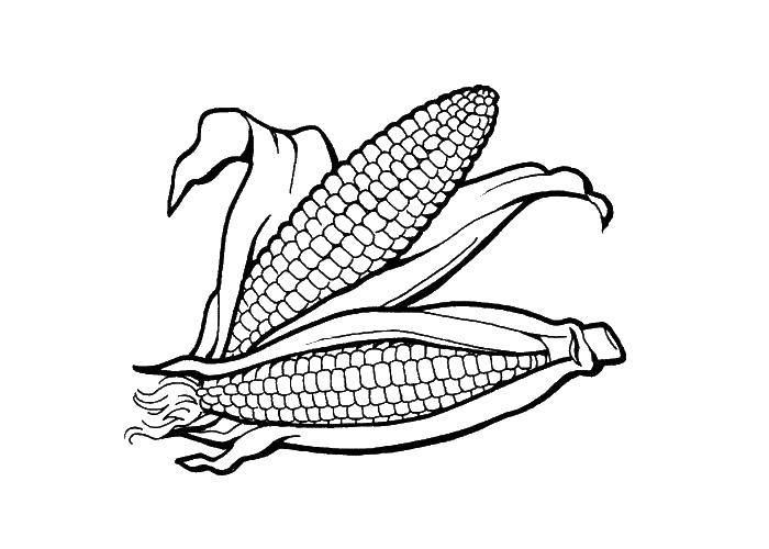 Coloring Two corn. Category Corn. Tags:  corn, cobs, leaves.
