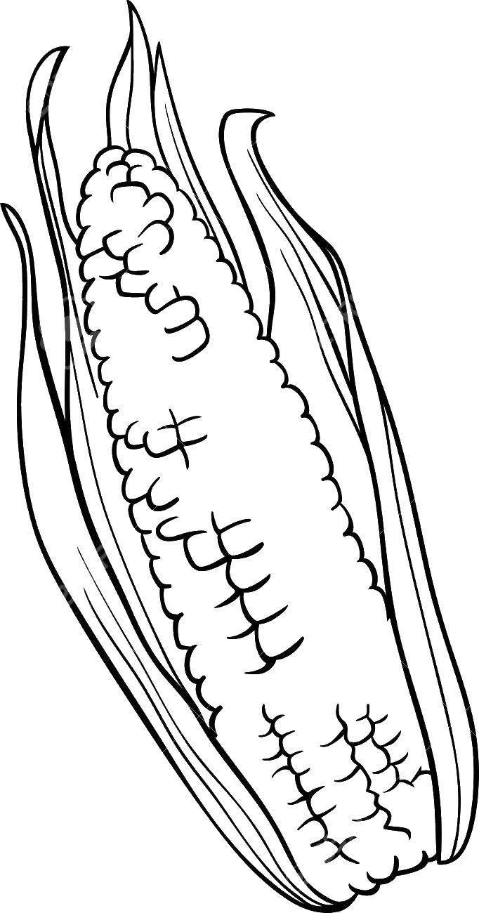 Название: Раскраска Кукуруза в листве. Категория: Кукуруза. Теги: кукуруза, листва.