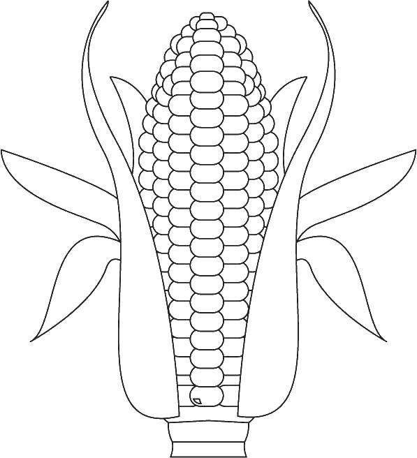 Название: Раскраска Кукуруза в початке. Категория: Кукуруза. Теги: кукуруза, листва, початок.