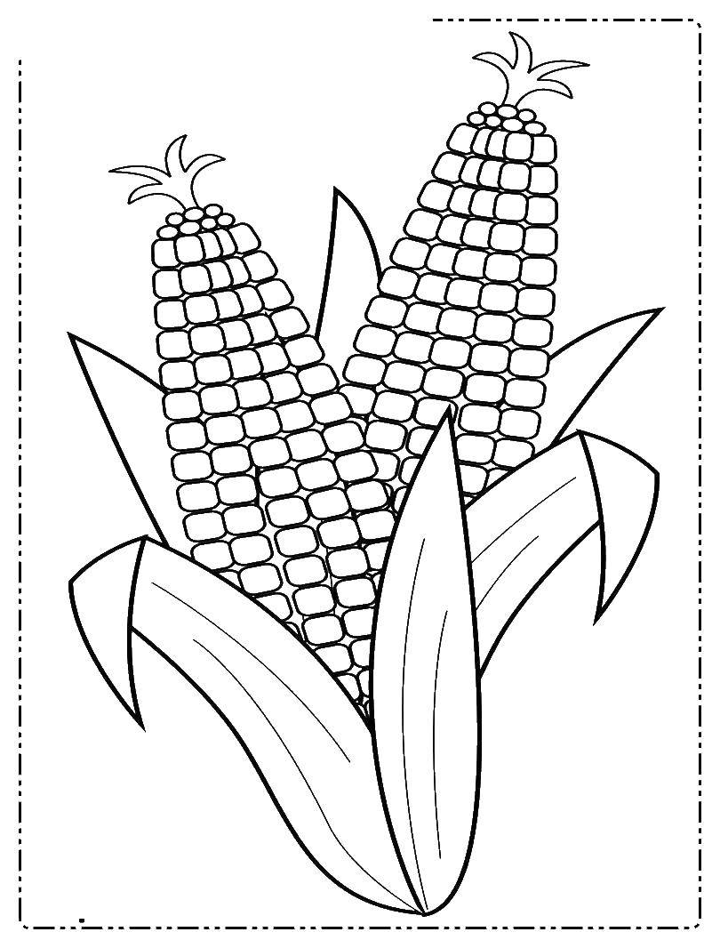 Название: Раскраска Кукуруза — высокорослое однолетнее травянистое растение. Категория: Кукуруза. Теги: кукуруза.