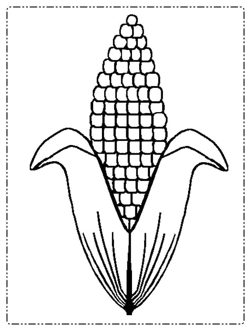 Coloring Corn. Category Corn. Tags:  corn, cobs, vines, vegetables.