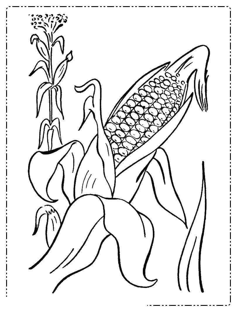 Название: Раскраска Кукурузу выращивают. Категория: Кукуруза. Теги: кукуруза.