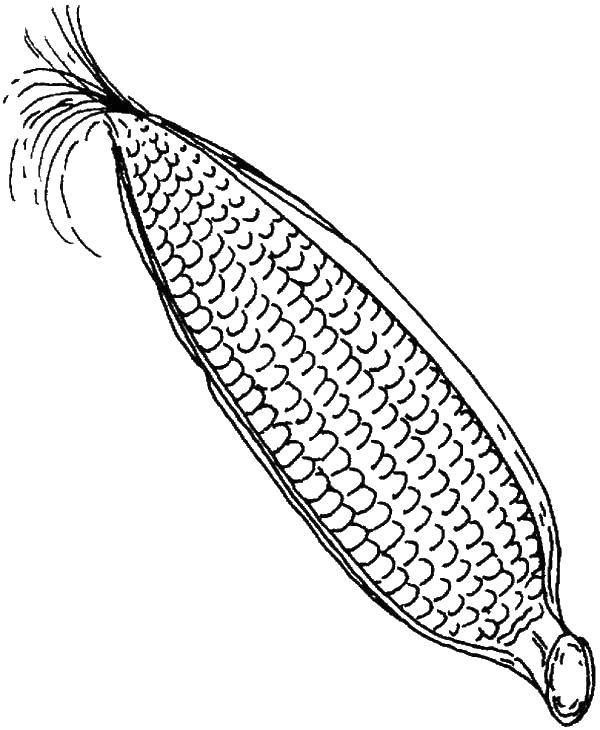 Название: Раскраска Початок кукурузы. Категория: Кукуруза. Теги: початки, кукуруза, зерна.