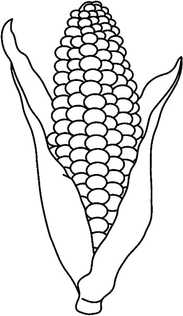 Название: Раскраска Свежая кукуруза. Категория: Кукуруза. Теги: кукуруза, початки.