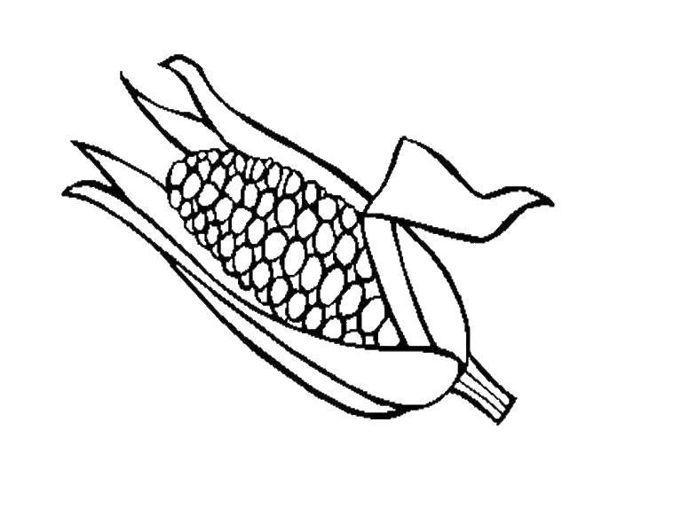 Название: Раскраска Зерна кукурузы. Категория: Кукуруза. Теги: кукуруза, початки.