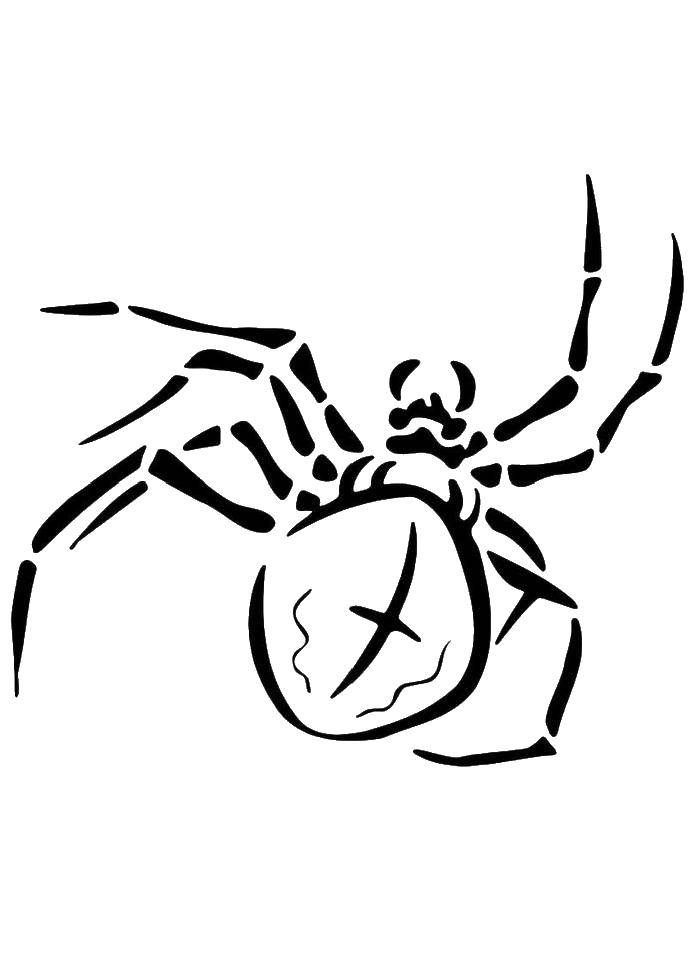 Название: Раскраска Паук с крестом на спине. Категория: пауки. Теги: паук, паутина.
