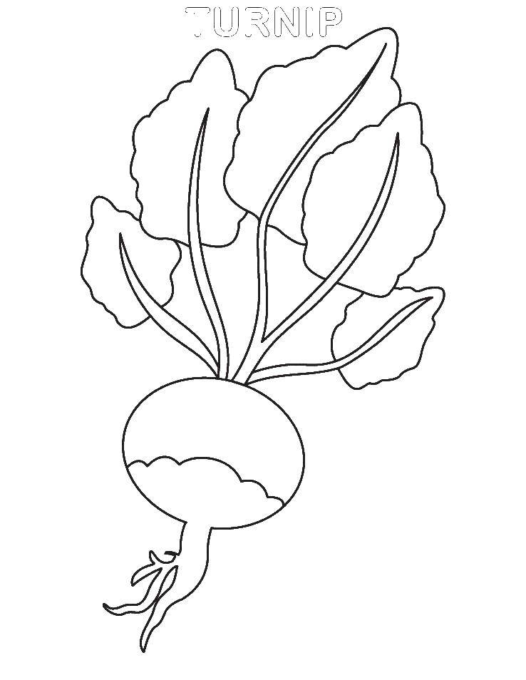 Coloring Turnip with leaves. Category Vegetables. Tags:  turnips, vegetables.