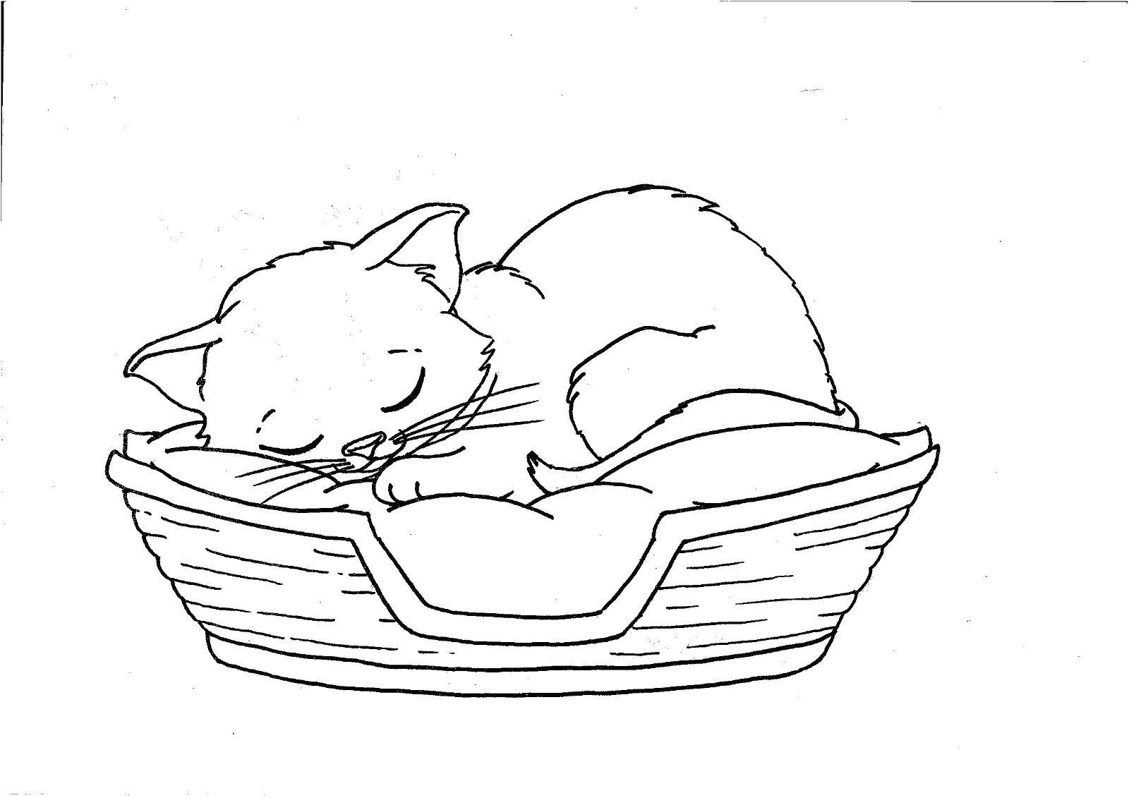 Розмальовки  Киця спить. Завантажити розмальовку Тварини, кошеня.  Роздрукувати ,Коти та кошенята,