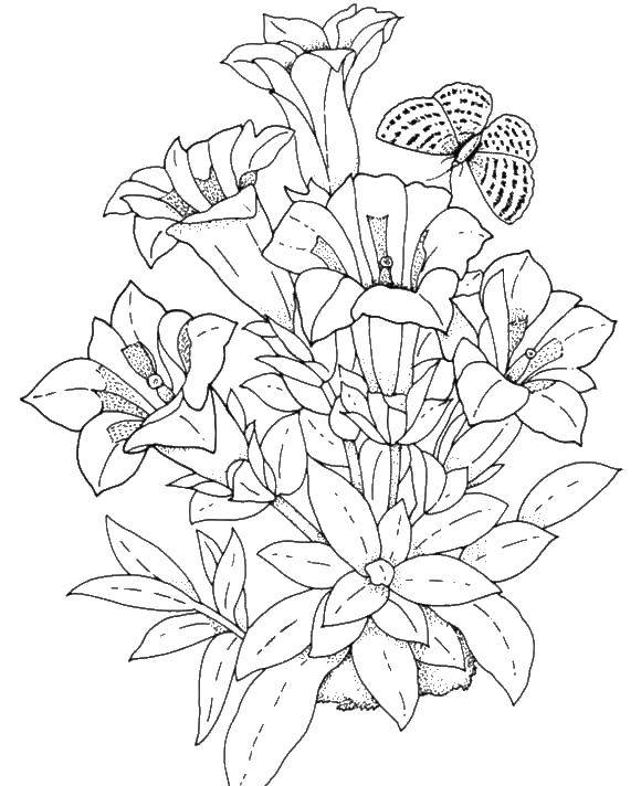 Coloring A bouquet of lovely lilies and butterfly. Category flowers. Tags:  flowers, lilies, butterfly.