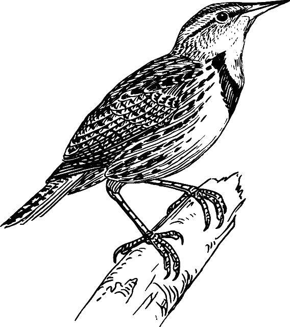 Coloring Thrush. Category birds. Tags:  the thrush.