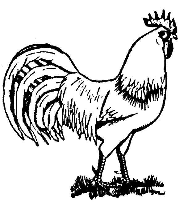 Coloring Cock. Category birds. Tags:  poultry, rooster, feathers.