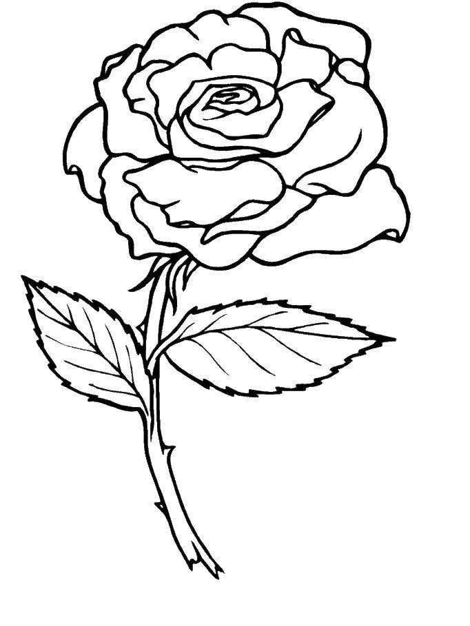 Coloring Rosette. Category flowers. Tags:  flowers, rose, roses, thorns.