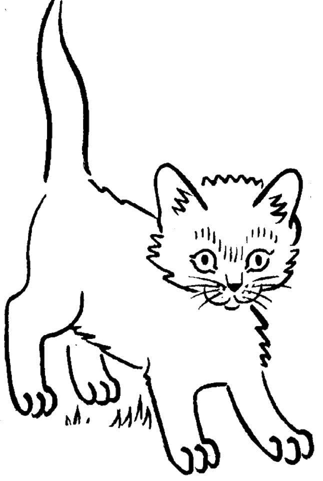 Название: Раскраска Напуганный котенок. Категория: Коты и котята. Теги: котенок, коты, животные.