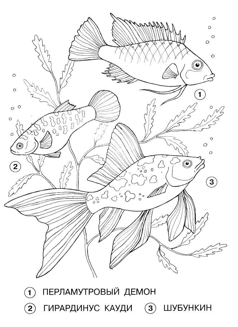 Coloring Fish. Category fish. Tags:  fish.