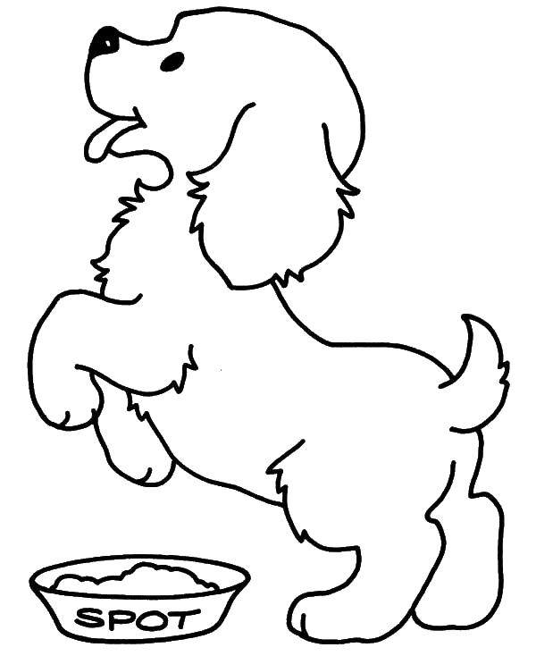 Название: Раскраска Щенок просит еду. Категория: домашние животные. Теги: щенок, еда.