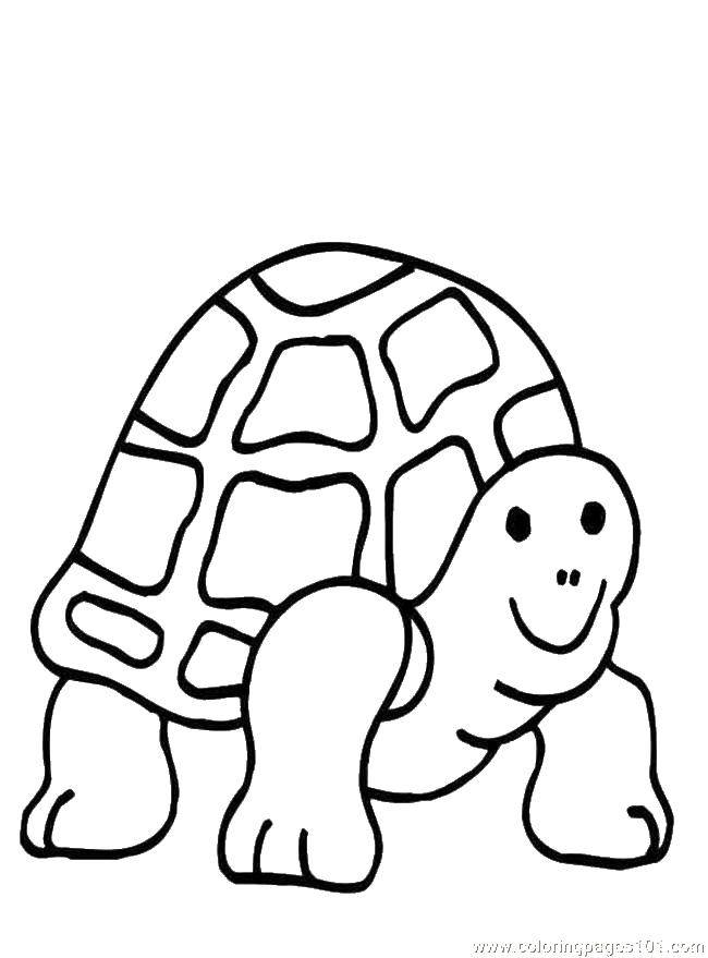 Название: Раскраска Счастливый черепашонок. Категория: Раскраски для малышей. Теги: Рептилия, черепаха.