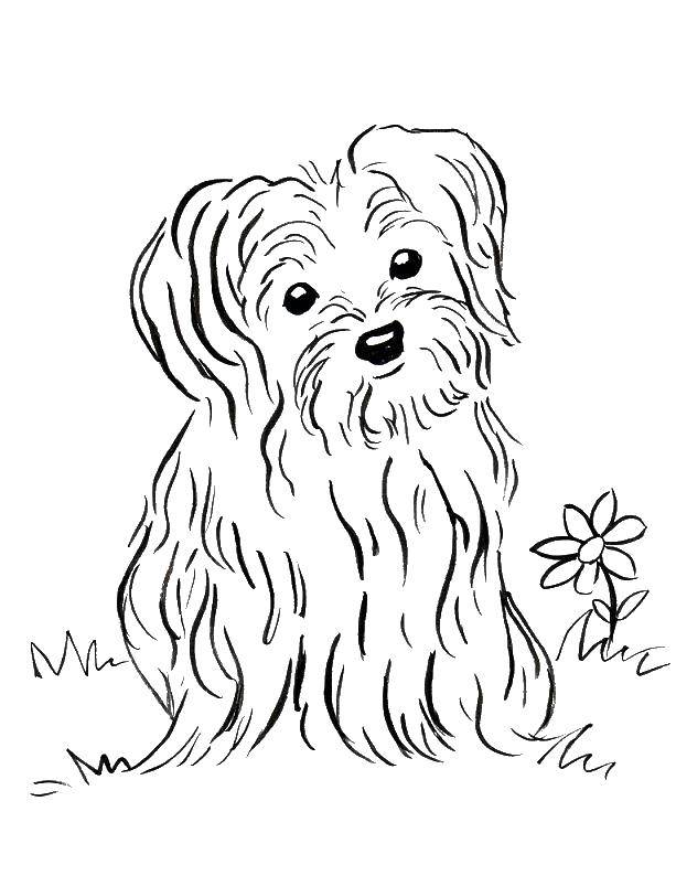 Coloring Long haired dog. Category Pets allowed. Tags:  animals, dog, puppy, dog.
