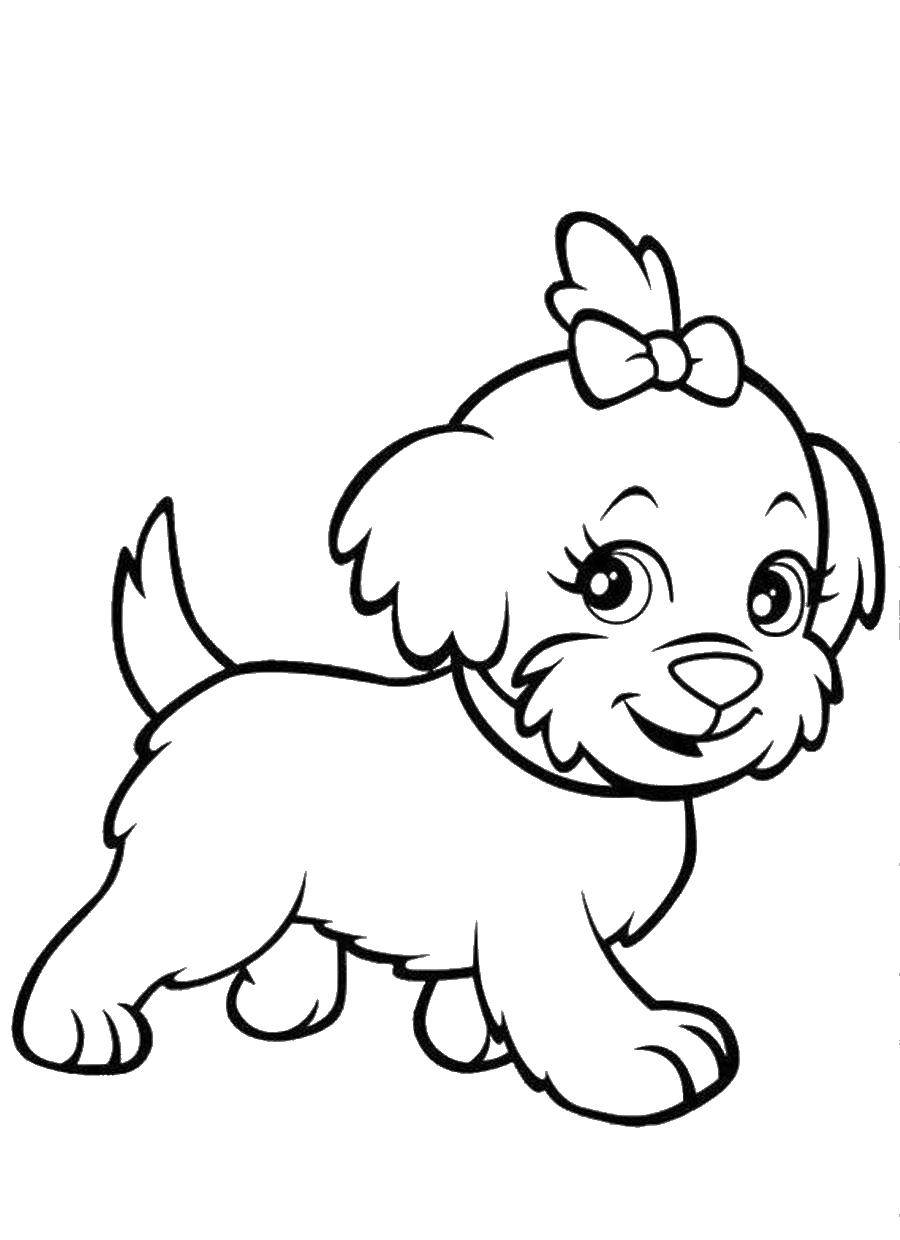 Название: Раскраска Маленькая собачка с бантиком. Категория: домашние животные. Теги: животные, собака, щенок, пес.