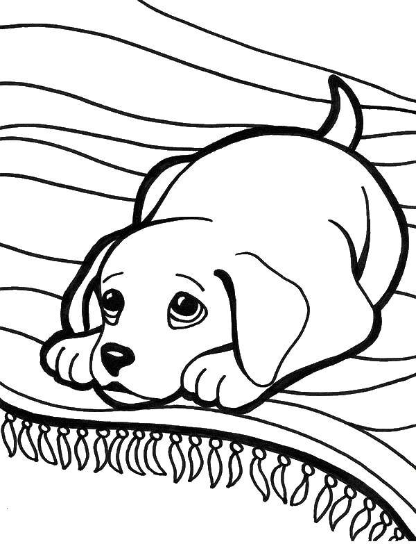 Название: Раскраска Милый песик на диване. Категория: домашние животные. Теги: животные, собака, щенок, пес.
