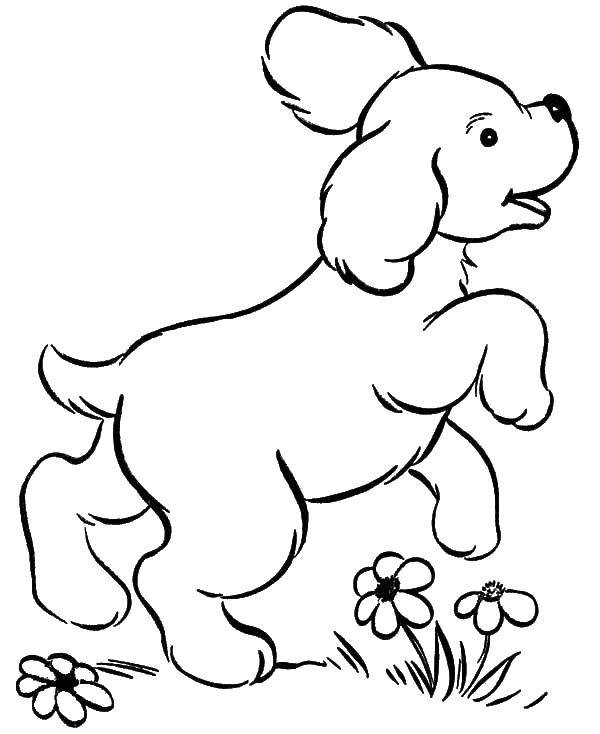 Название: Раскраска Прыгучий щенок. Категория: домашние животные. Теги: Животные, собака.