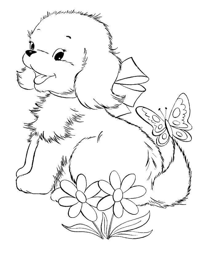 Coloring Fluffy doggie, butterfly, flowers. Category Pets allowed. Tags:  animals, dog, puppy, dog, flowers.