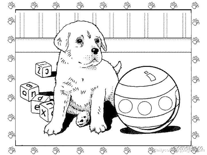Название: Раскраска Собачка с мячиком и кубиками. Категория: домашние животные. Теги: животные, собака, щенок, пес.