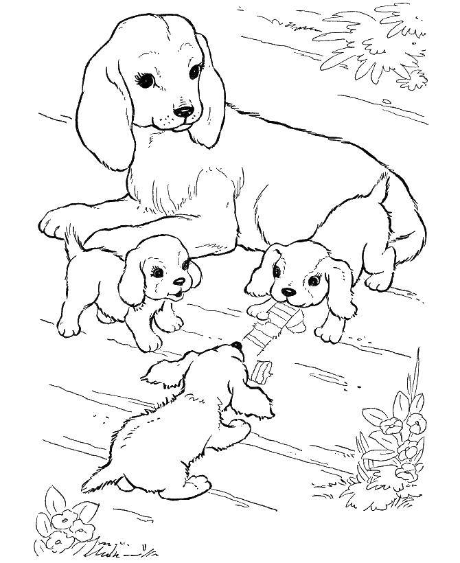 Название: Раскраска Собака и щенки. Категория: домашние животные. Теги: щенята, собака.