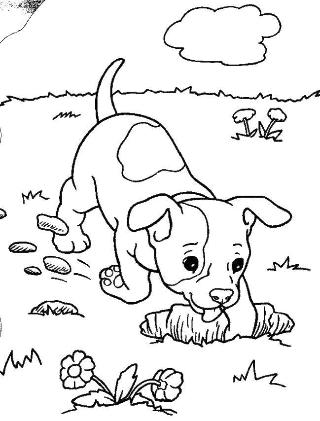 Название: Раскраска Собака роет яму. Категория: домашние животные. Теги: животные, собака, щенок, пес.