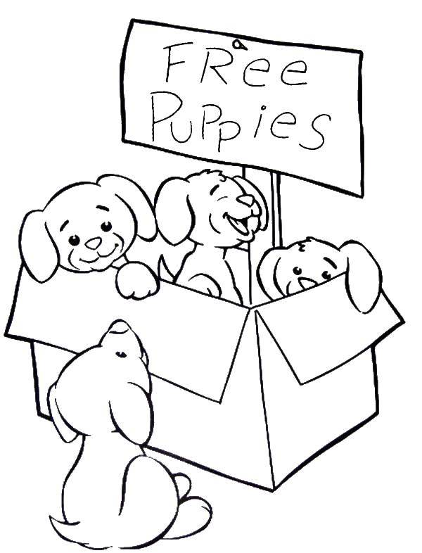 Название: Раскраска Бесплатные щенята. Категория: домашние животные. Теги: Животные, собака.
