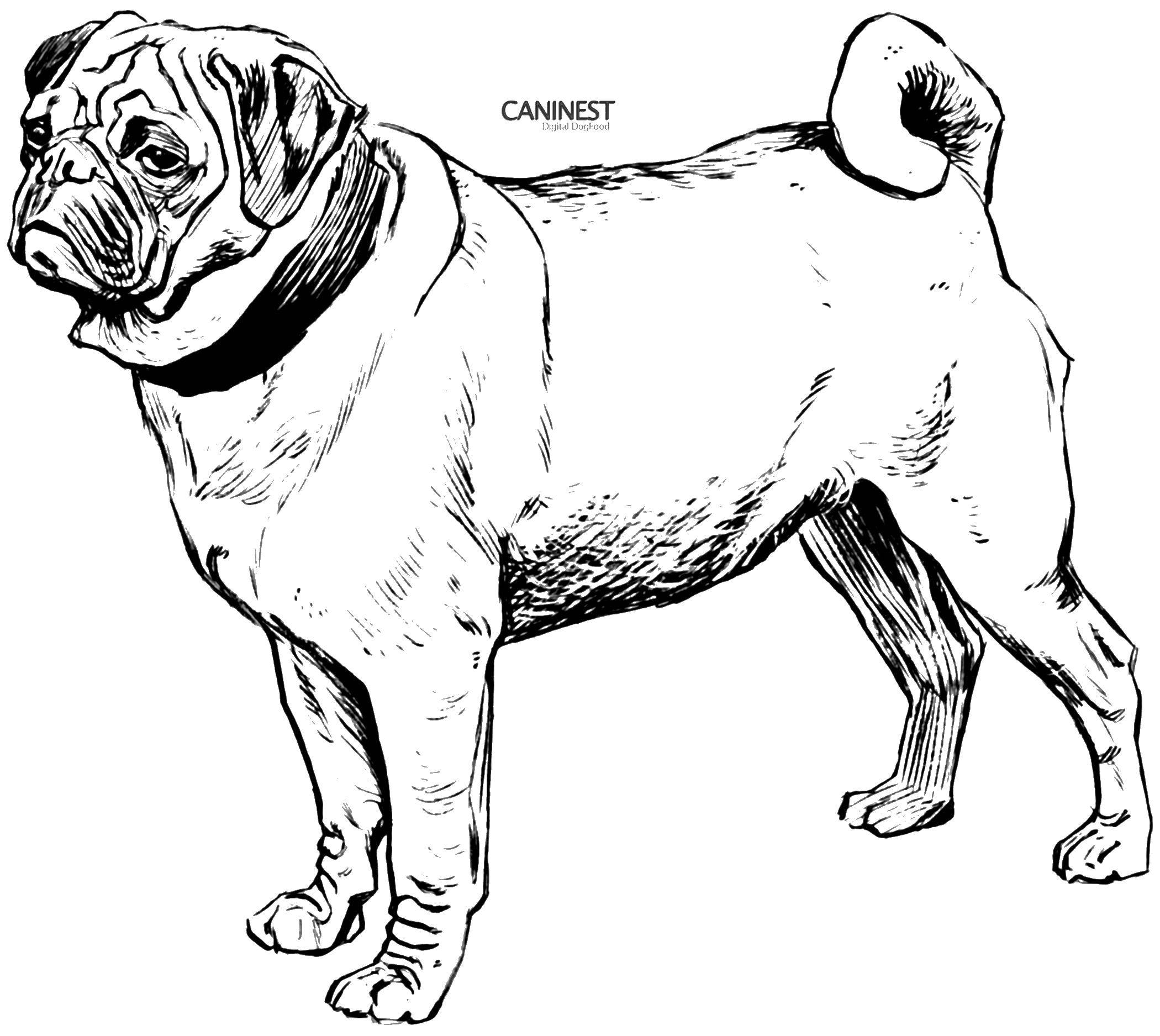 Coloring Bulldog. Category Pets allowed. Tags:  animals, dog, puppy, dog, bulldog.