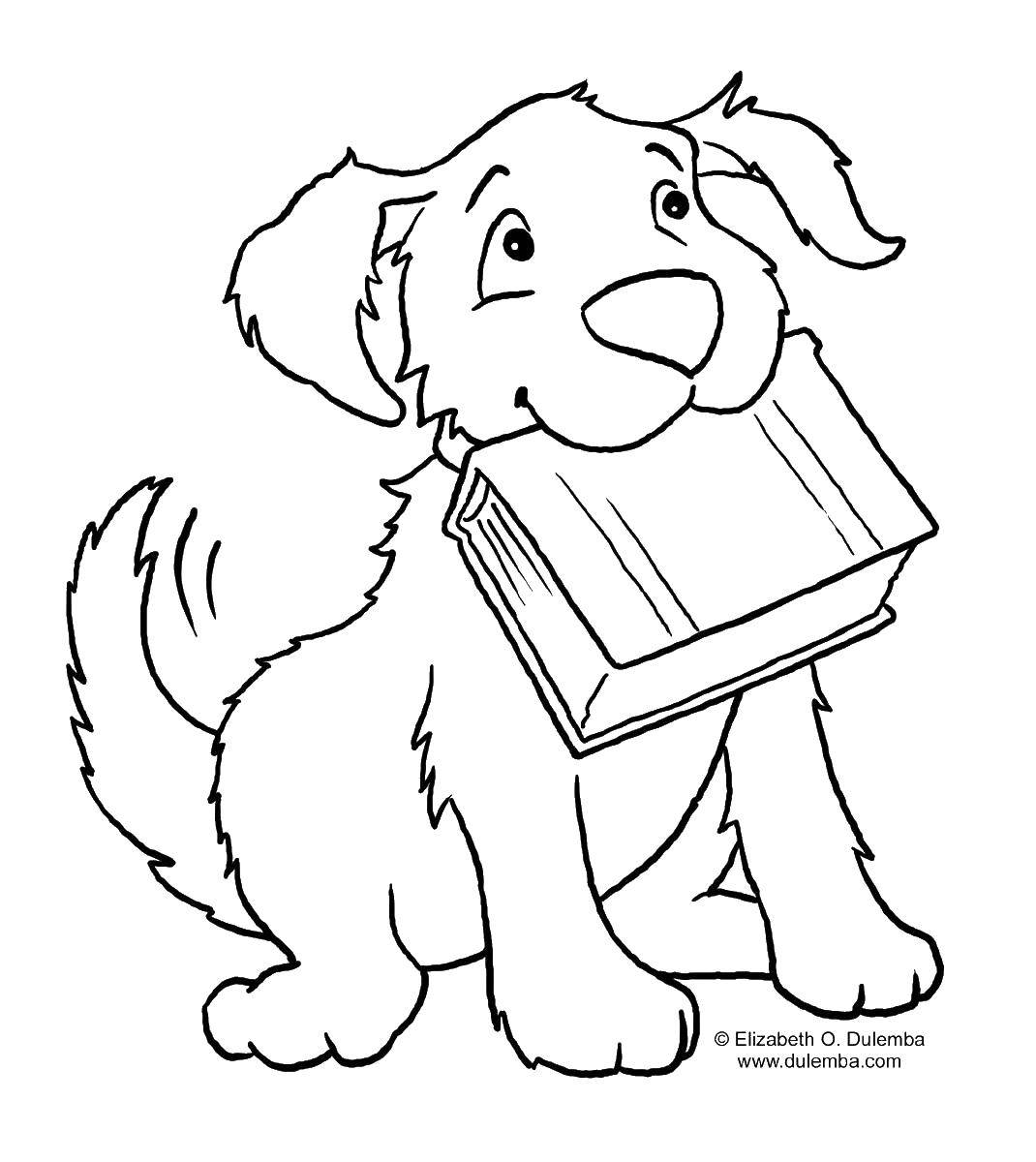 Название: Раскраска Собака с книгой. Категория: домашние животные. Теги: животные, книга, собаки, собачка.