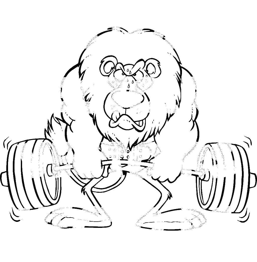Coloring Lion with a barbell. Category Sports. Tags:  Leo, rod.