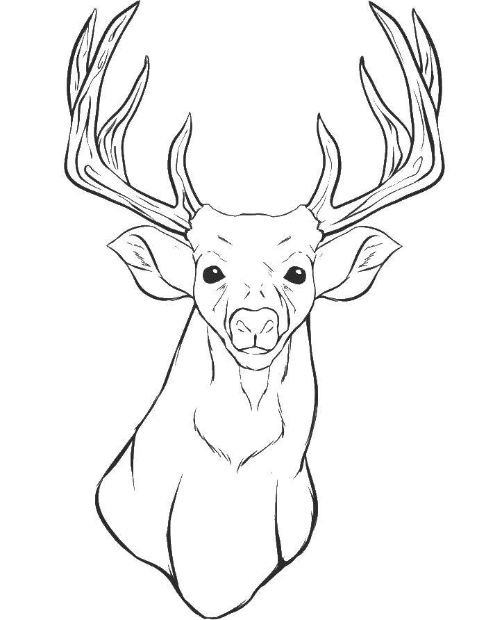Coloring Deer with horns. Category Animals. Tags:  the deer, horns.