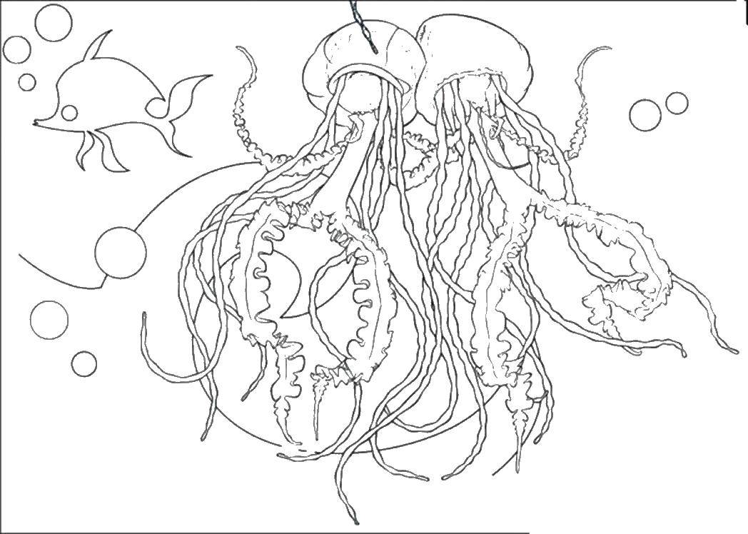 Название: Раскраска Медузы в воде. Категория: морское. Теги: медуза, рыбы.