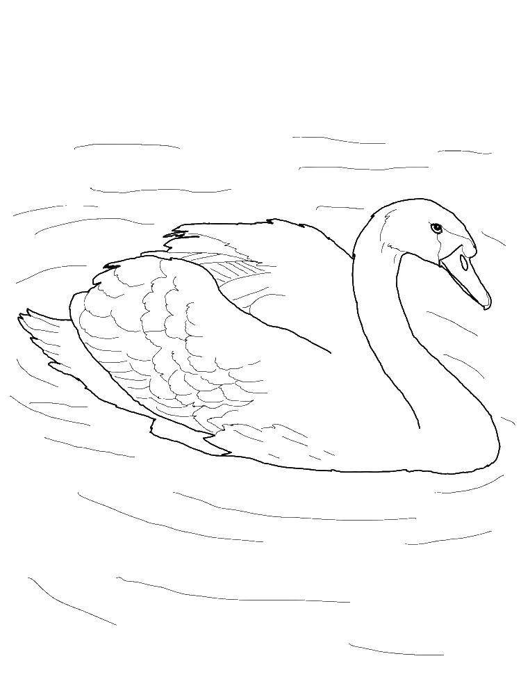Coloring A duck floats on water. Category birds. Tags:  Poultry, duck, water.